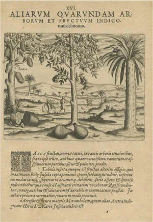 Theodore de Bry, Tropical Abundance: The Jackfruit and Palm Trees in 1601, Engraving on Paper