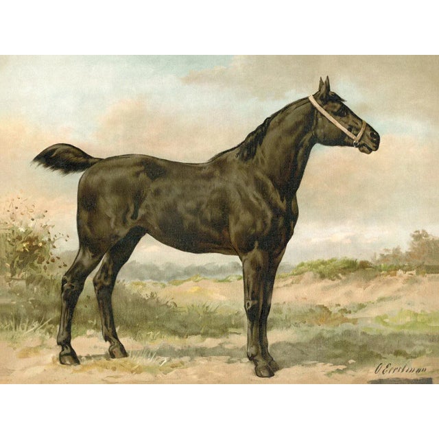 American Fish by Harris CFA Edition Giclee print framed in a beautiful Italian wood veneer with a distressed silver inner...