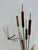 Mid-Century Modern Vintage Brass Cattails and Dragonfly Sculpture With Driftwood Base 1960s For Sale - Image 3 of 11