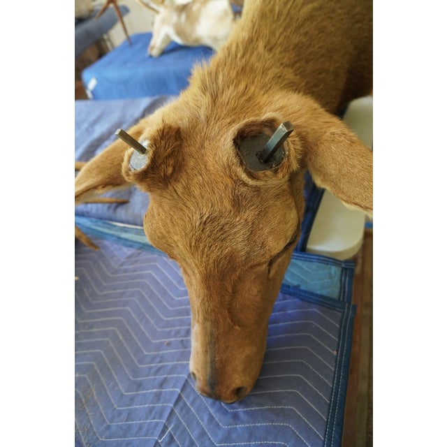 Elk Trophy Head Mount For Sale - Image 15 of 18