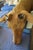 Elk Trophy Head Mount For Sale - Image 15 of 18