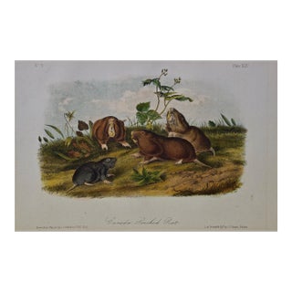Audubon "Canada Pouched Rat": An Original Audubon Hand Colored Lithograph, 1849-1854 For Sale