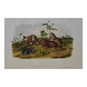 Audubon "Canada Pouched Rat": An Original Audubon Hand Colored Lithograph, 1849-1854