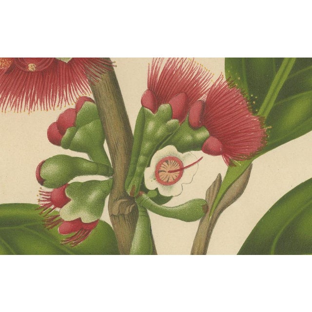 Hoola van Nooten, Wax Apple Blossom Botanical, 1880, Chromolithograph For Sale - Image 4 of 9