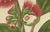 Hoola van Nooten, Wax Apple Blossom Botanical, 1880, Chromolithograph For Sale - Image 4 of 9