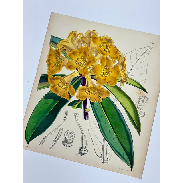 Illustration Yellow Rhododendron Print by Curtis, 1856 For Sale - Image 3 of 3