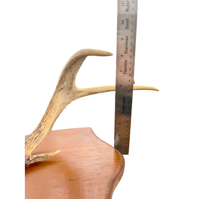 Vintage Single Deer Antler on Wood Shield Plaque – Sculptural Rustic Wall Decor, Ralph Lauren Lodge / Collected Interior Accent For Sale In Jacksonville, FL - Image 6 of 6
