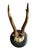 Roe Deer Trophy mounted on a wood plaque plaque.