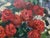 1960s Oil Painting Red Roses Belov Victor Emelyanovich For Sale - Image 6 of 11