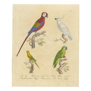Brodtmann, Macaw, Cockatoo & Amazon Parrots, 1816, Lithograph For Sale