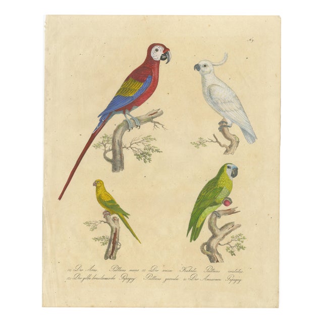 Brodtmann, Macaw, Cockatoo & Amazon Parrots, 1816, Lithograph For Sale