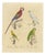 Brodtmann, Macaw, Cockatoo & Amazon Parrots, 1816, Lithograph For Sale