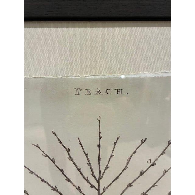 Traditional Natural Curiosities William Forsyth “Peach” 1802 Horticultural Botanical Print For Sale - Image 3 of 10