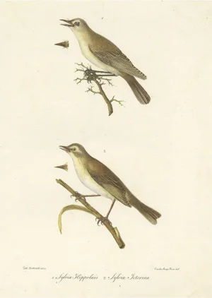 Battistelli, Bird Illustration of the Willow Wren & Icterine Warbler, 1832, Handcolored Print