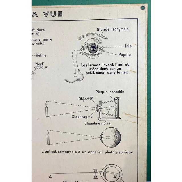 Vintage Cardboard Senses Poster For Sale - Image 14 of 15