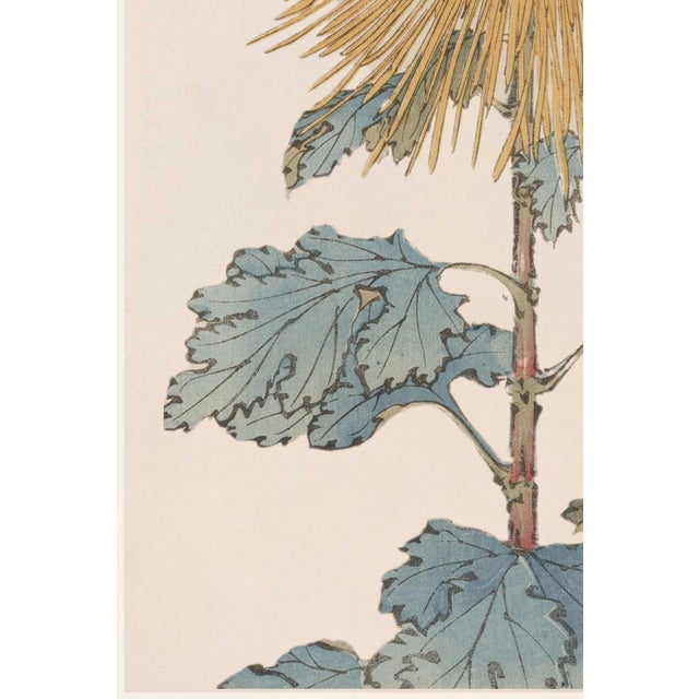 Golden Mum by Hasegawa, Vintage Japanese Botanical Art Print, 12" X 18" For Sale - Image 4 of 9