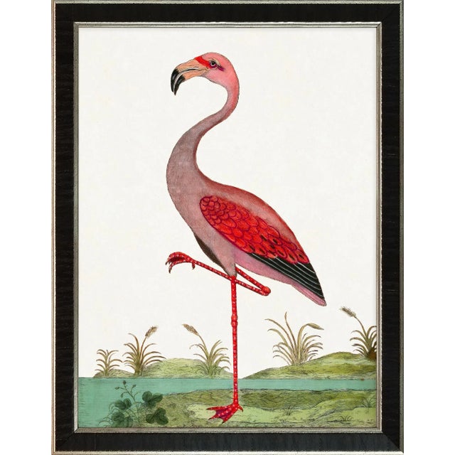 2020s Contemporary Bird Reproduction Prints After Eleazar Albin, Framed - Set of 4 (#1) For Sale - Image 5 of 6