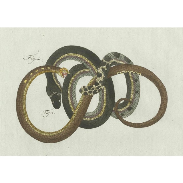 Bertuch, Four Slow Worms and Legless Lizards, 1802, Engraving For Sale - Image 6 of 10