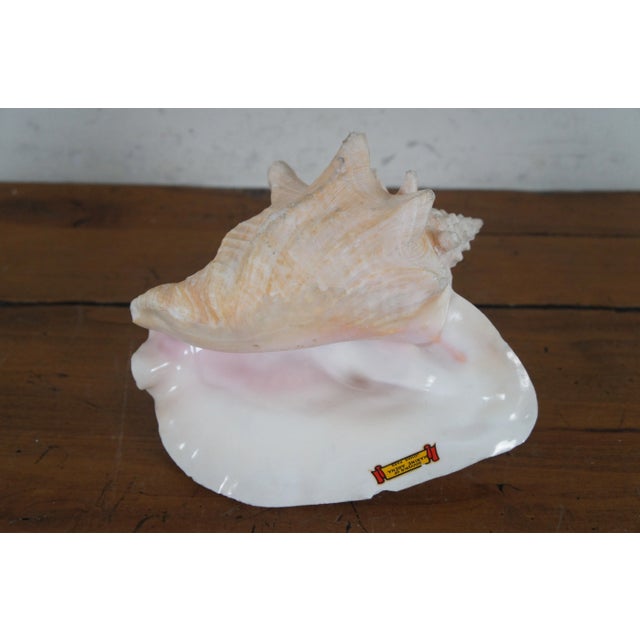 Vintage Queen Conch Shell Aliger Gigas Marine Arena Johns Pass Florida For Sale - Image 11 of 12
