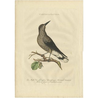 Sepp & Nozeman, Spotted Nutcracker, 1770, Paper For Sale