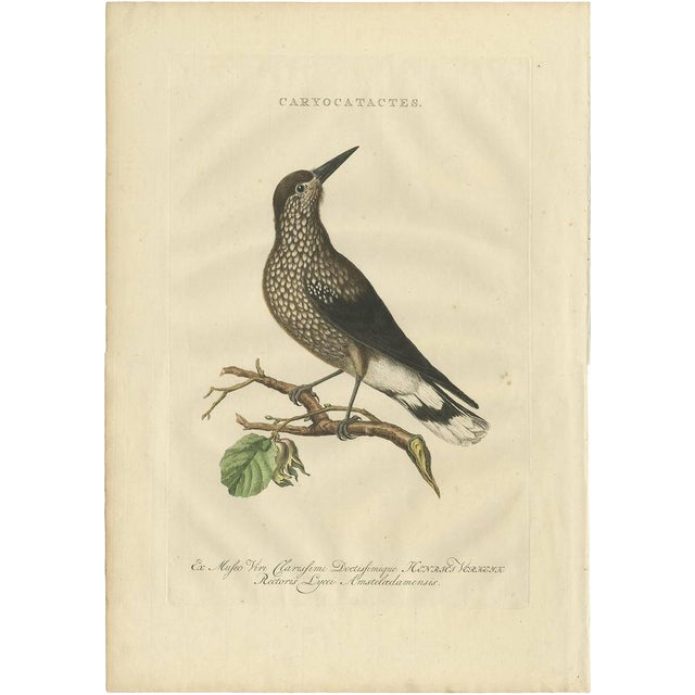 Sepp & Nozeman, Spotted Nutcracker, 1770, Paper For Sale