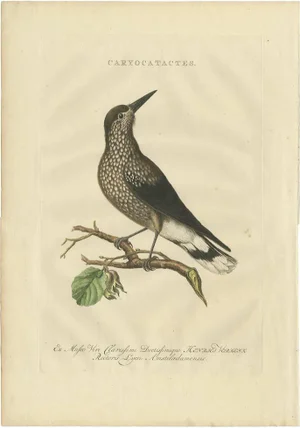 Sepp & Nozeman, Spotted Nutcracker, 1770, Paper