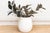 Soft, curvilinear, and rooted in tradition, this Paros Urn brings the quintessential charm of a Greek courtyard to the...