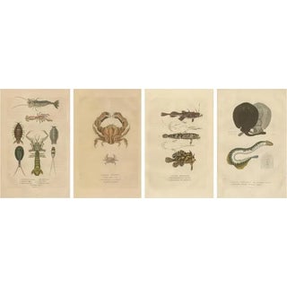 Drapiez, Aquatic & Insect Illustrations, 1845, Handcolored Engravings, Set of 4 For Sale