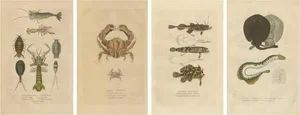Drapiez, Aquatic & Insect Illustrations, 1845, Handcolored Engravings, Set of 4