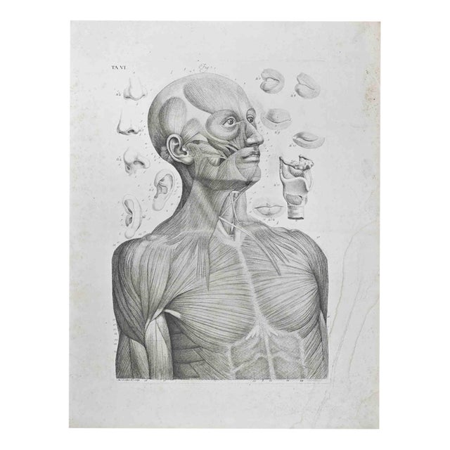 Paolo Mascagni, Anatomy of Face, Etching, 1810 For Sale