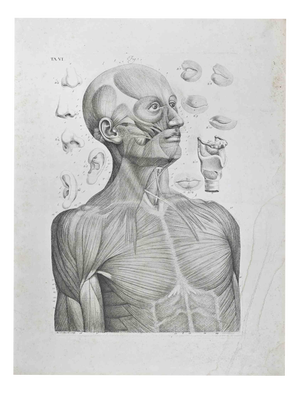 Paolo Mascagni, Anatomy of Face, Etching, 1810