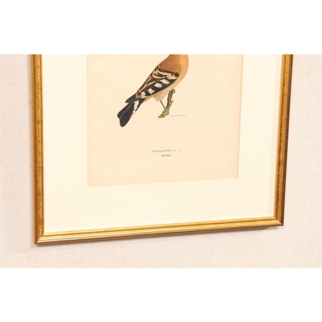 Cream Early 20th Century Swedish Framed Hoopoe Lithograph, C. 1920 For Sale - Image 8 of 11