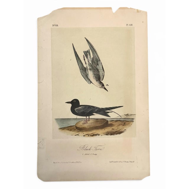 John James Audubon 19th Century Audubon Black Tern Royal Octavo Hand-Colored Lithograph, Framed For Sale - Image 4 of 7