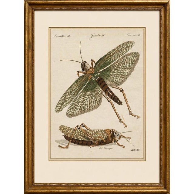 Title: antique giant locust & grasshopper engraving – bertuch, c. 1800 original antique hand-colored copper engraving...