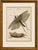 Title: antique giant locust & grasshopper engraving – bertuch, c. 1800 original antique hand-colored copper engraving...