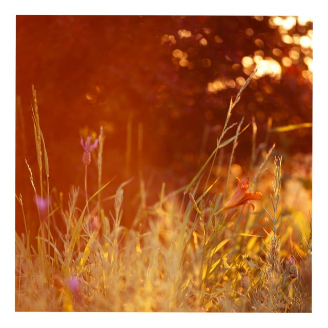 Paul Cooklin, Wild Flower Meadow, Edition of 50 For Sale