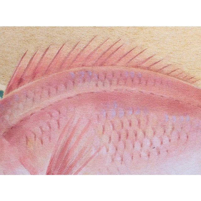 Goldenrod "Red Snapper", Heisei Era Japanese Watercolor Painting For Sale - Image 8 of 17