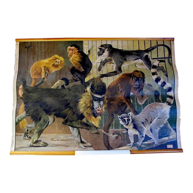 Antique Zoology Poster by Karl Jansky, 1890s For Sale