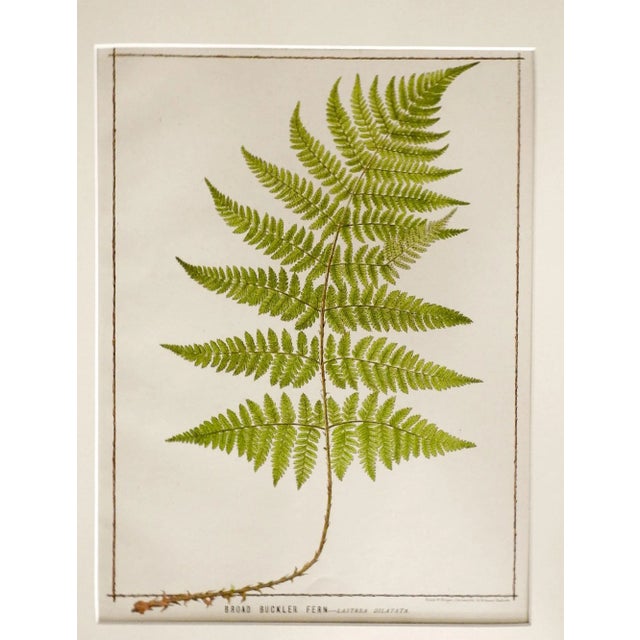 Pair of antique 1885 chromolithographs of ferns. Broad Buckler Fern and Soft Prickly Shield Fern, from Francis George...