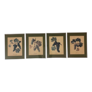 Vintage Wine Grape Varietal Lithographs, Set of Four For Sale