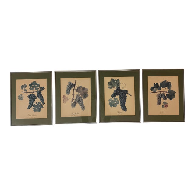 Vintage Wine Grape Varietal Lithographs, Set of Four For Sale