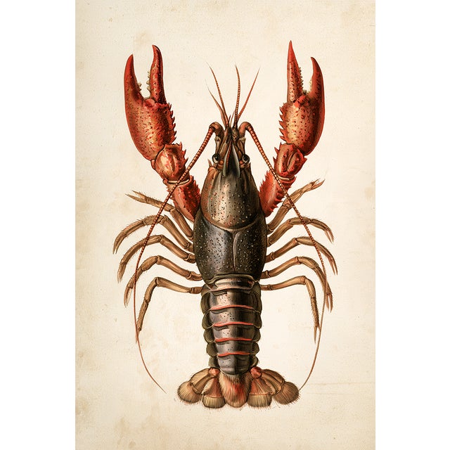 Paper Set of 24 — Natural History Cabinet of Curiosities | 19th-Century Natural History Plates | Vintage Scientific Illustration | Gallery Wall Collection For Sale - Image 7 of 18