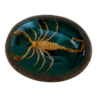Mid 20th Century Taxidermy Scorpion Specimen Lucite Paperweight For Sale