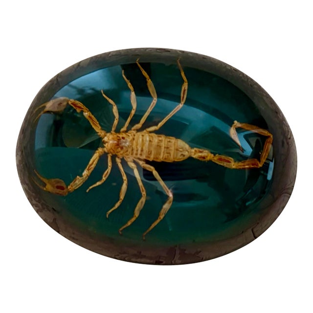 Mid 20th Century Taxidermy Scorpion Specimen Lucite Paperweight For Sale