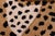 Contemporary Baby Leopard Animal Design Area Rug For Sale - Image 12 of 13