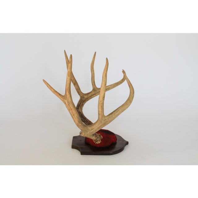 Cabin Vintage 8-Point Whitetail Deer Curved Antlers Taxidermy Mount For Sale - Image 3 of 11