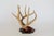 Cabin Vintage 8-Point Whitetail Deer Curved Antlers Taxidermy Mount For Sale - Image 3 of 11