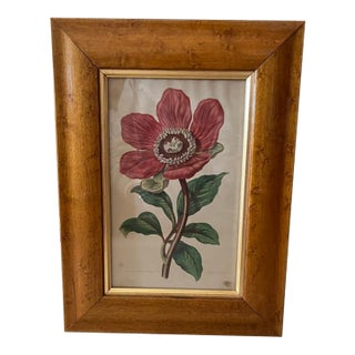C1880 Framed English Peony Flower Print by Anne Pratt England For Sale