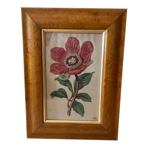 C1880 Framed English Peony Flower Print by Anne Pratt England