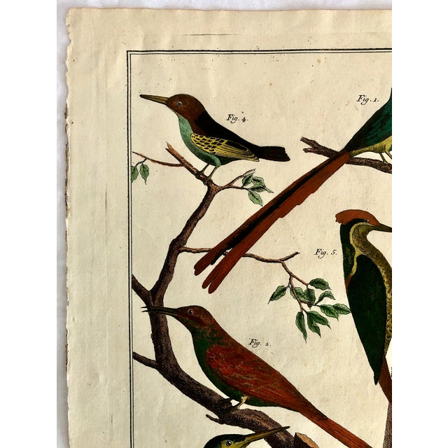 18th-Century Pair of French Hand-Colored Copperplate Engravings of Exotic Birds, by François-Nicolas Martinet For Sale - Image 11 of 18